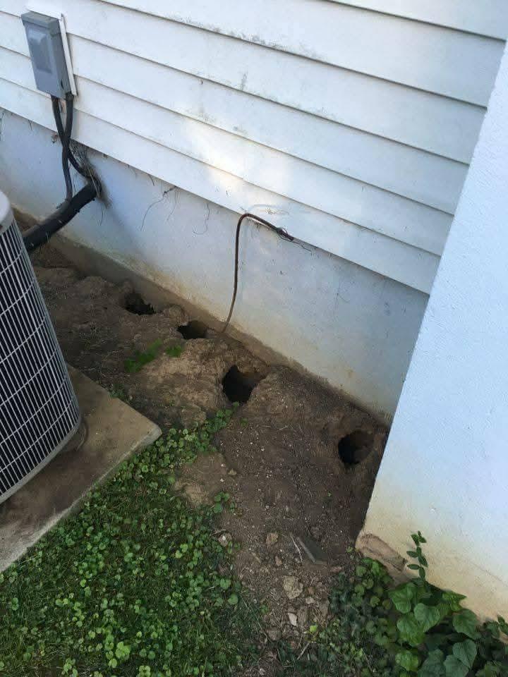 groundhog-damage image Groundhog burrow damage near a foundation in Knoxville, TN