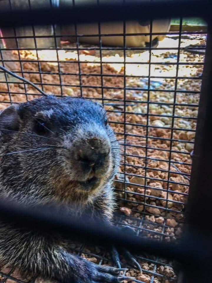 groundhog-removal image Critter Wranglers technician with service van