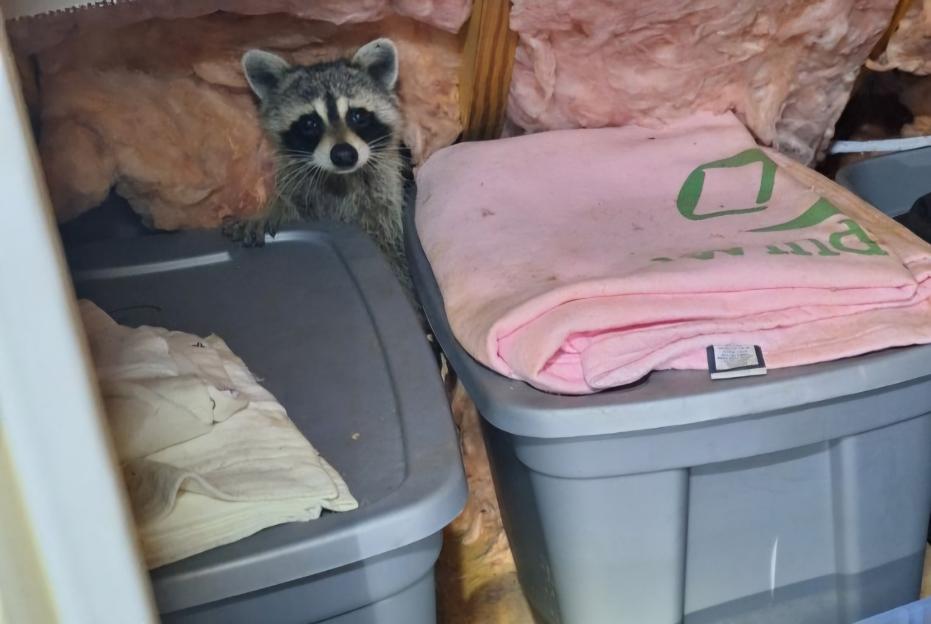 raccoon-removal-in-home image Critter Wranglers technician with service van
