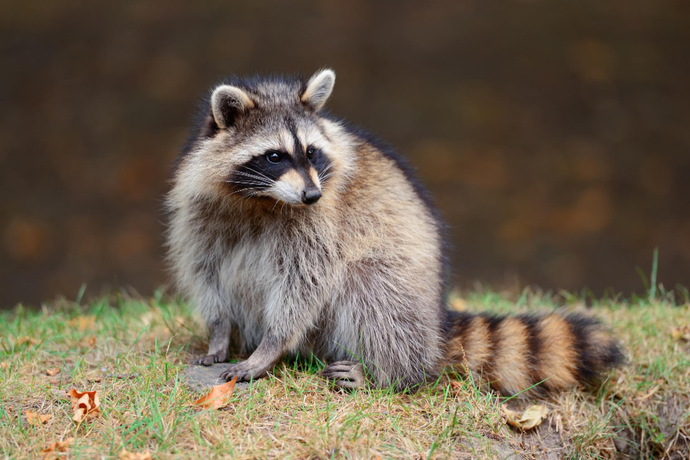 raccoon image