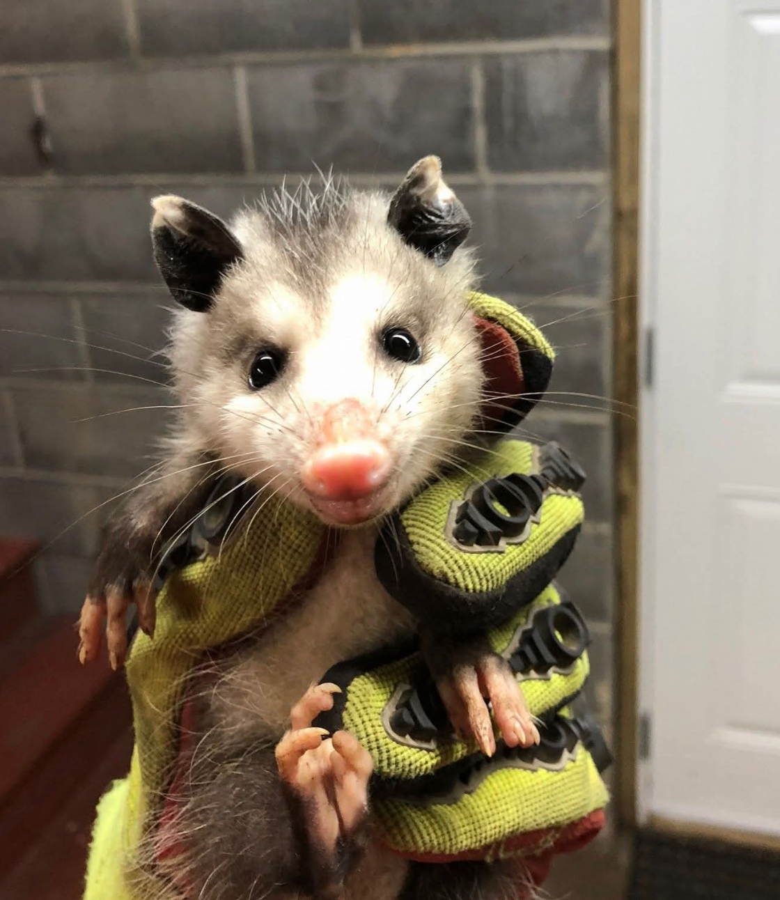 signs-to-call image Opossum held by Critter Wranglers technician
