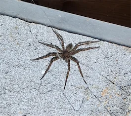unwanted-pests image Certified by the Tennessee Wildlife Resources Agency