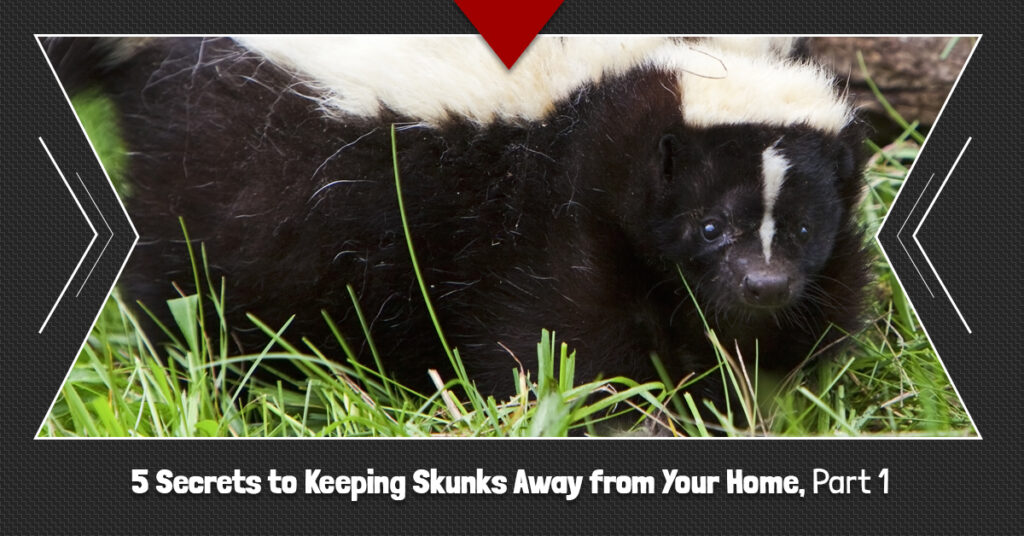 Wildlife Control Powell 5 Secrets to Keeping Skunks Away