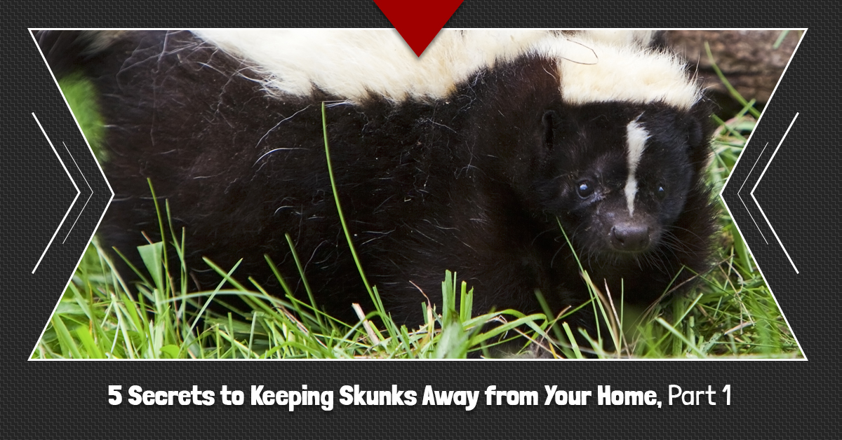 5 Secrets to Keeping Skunks Away from Your Home Part 1 5c631e0e1bd15